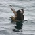 Great Skua